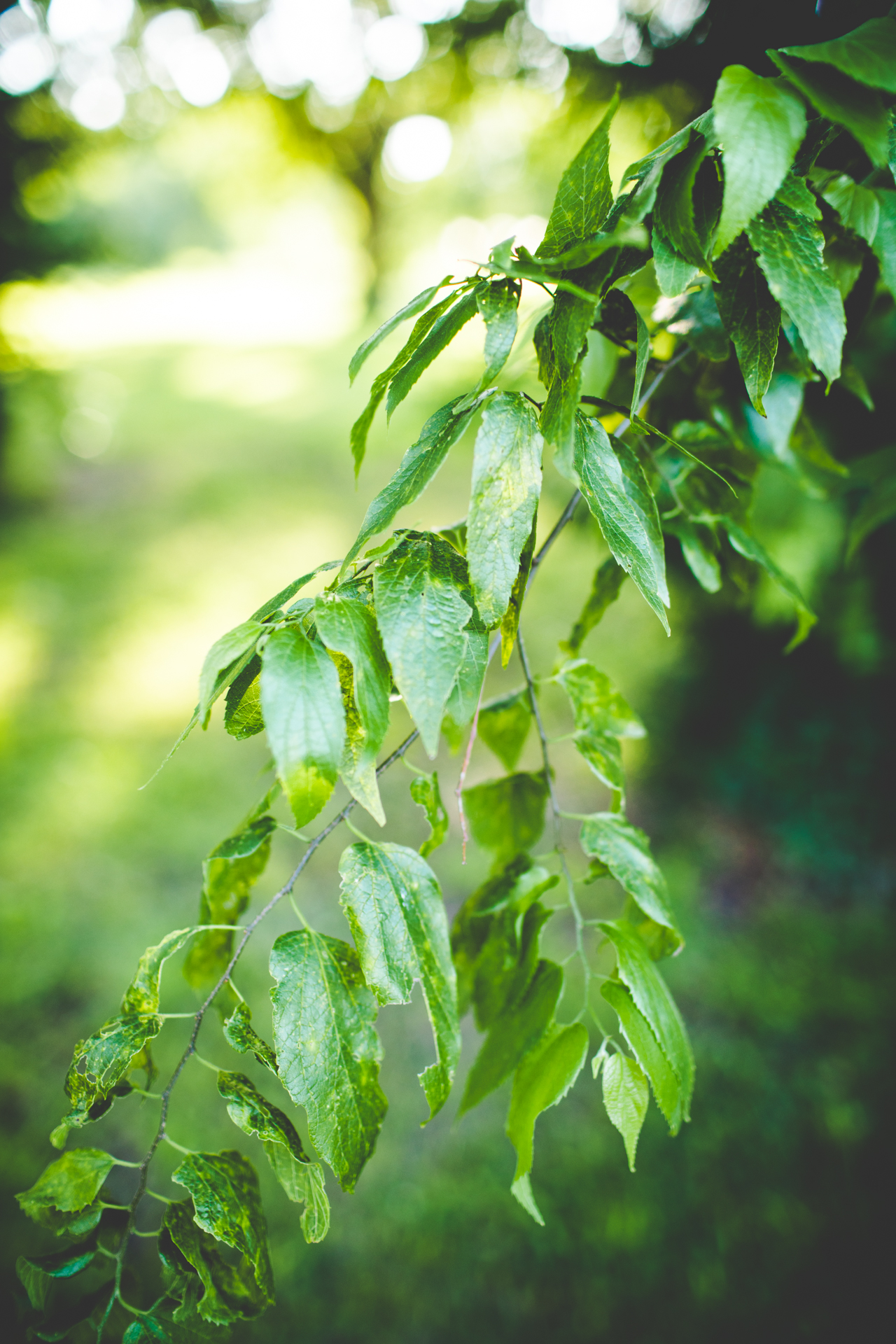Family Photographer in Northwest Arkansas, Ally and Brett, lissachandler.com -12