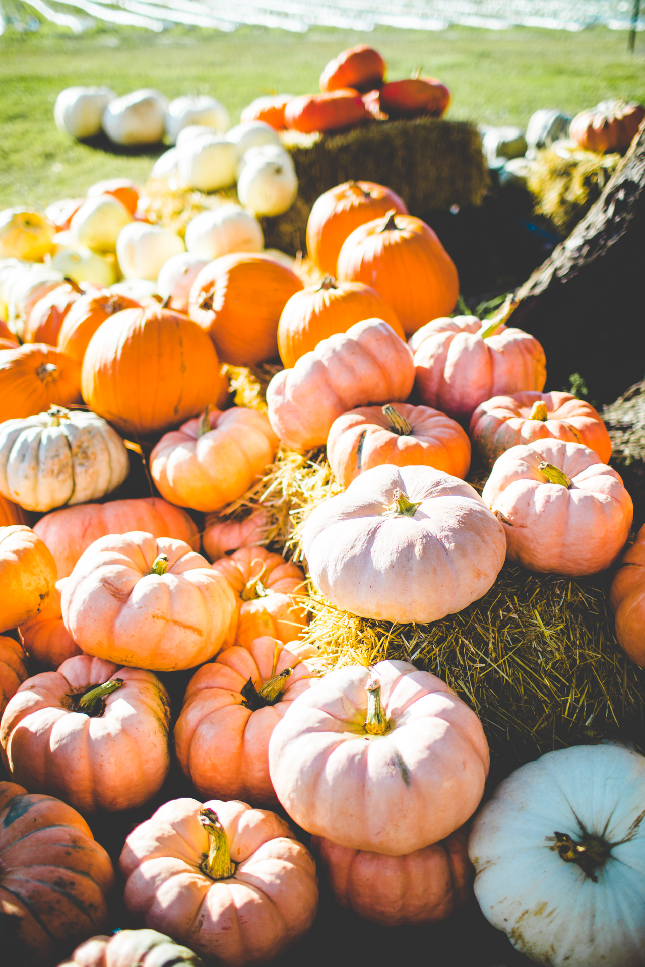 Pumpkin Patch Engagement Session, NWA Wedding Photographer