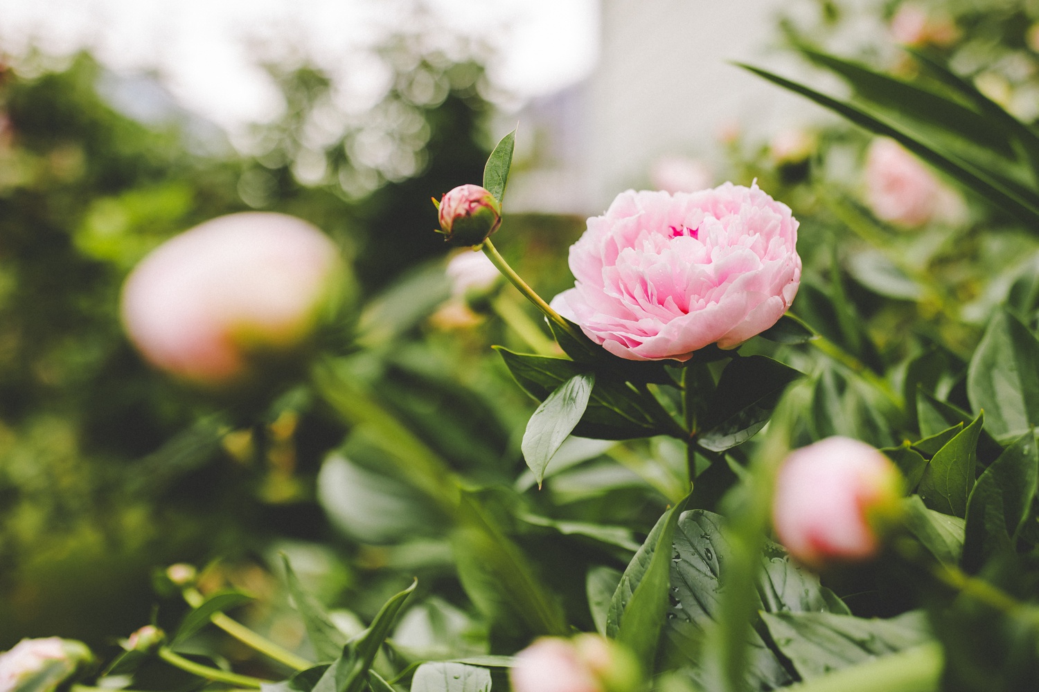 growing cut flowers for bouquets in zone 7a