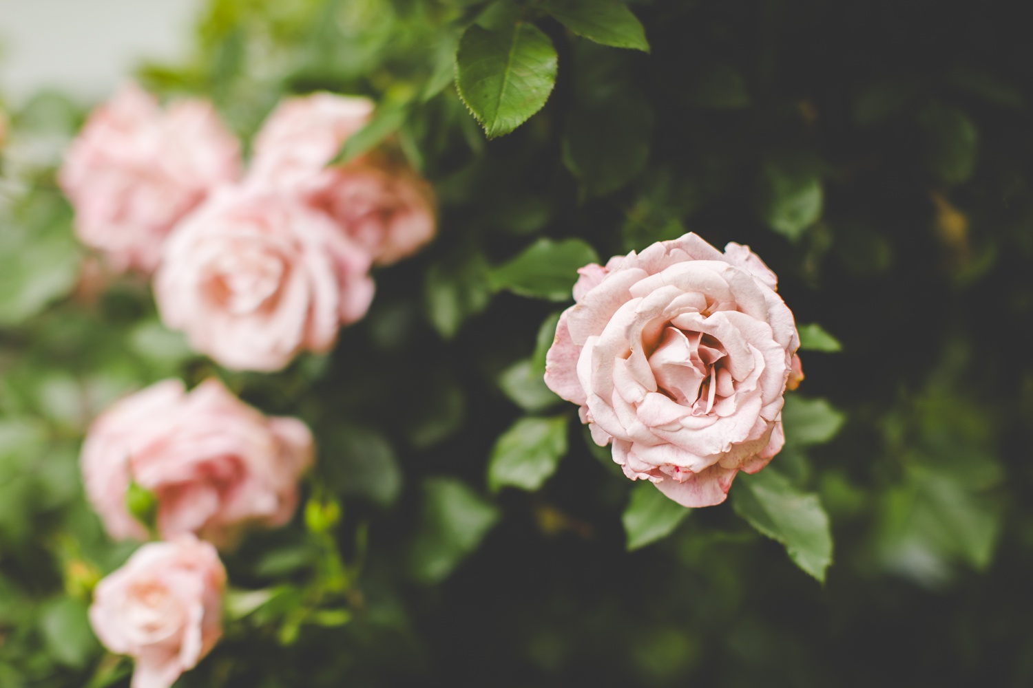 growing cut flowers for bouquets in zone 7a