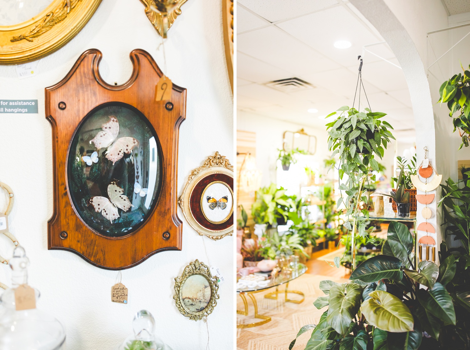 colorful plant shop in fayetteville arkansas, pink fern plant and home