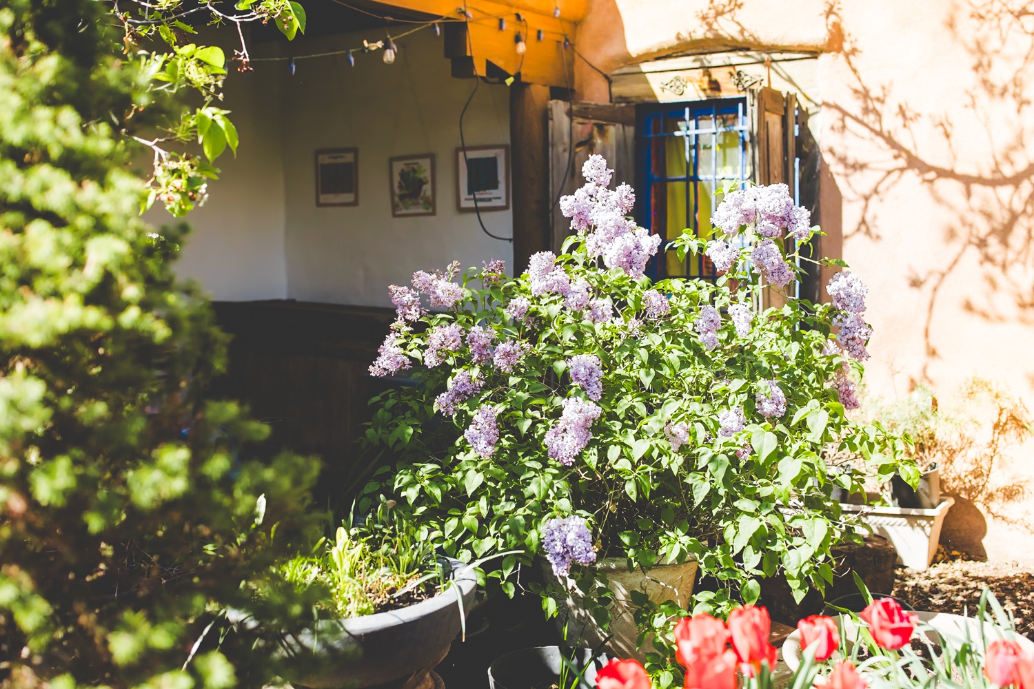 Morning Coffee in New Mexico