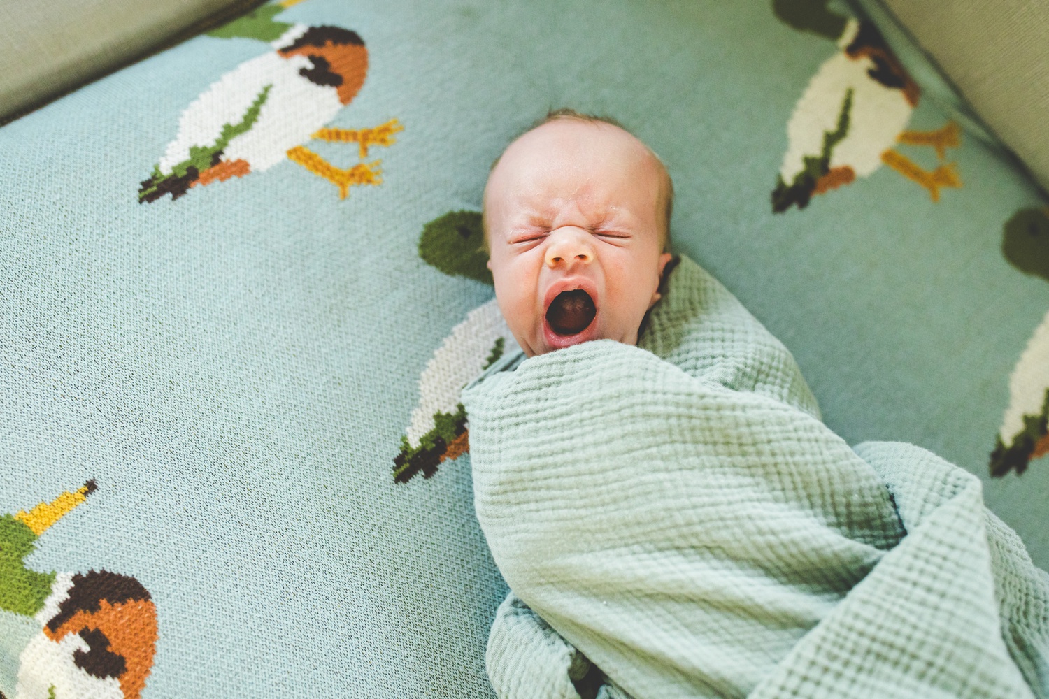Colorful Family Newborn Photos in Northwest Arkansas by Lissa Chandler 